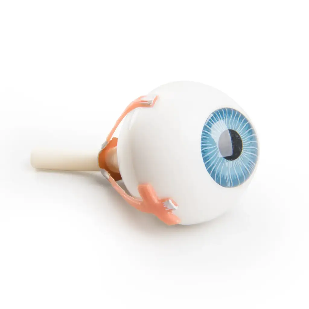 Torse œil VA01/16 3B Scientific®