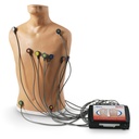 Simulateur de placement ECG à 15 dérivations 3B Scientific®