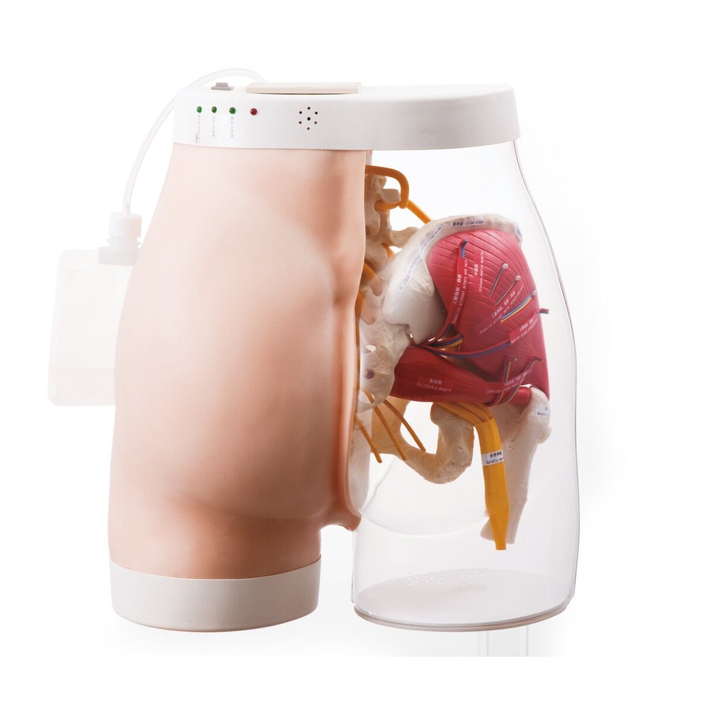 Modèle d'injection intramusculaire de fesse 3B Scientific®