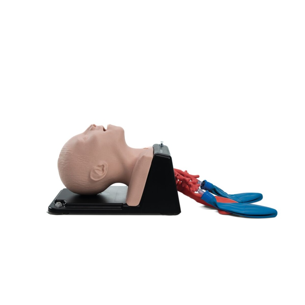 AirSim Child Bronchi X light 3B Scientific®