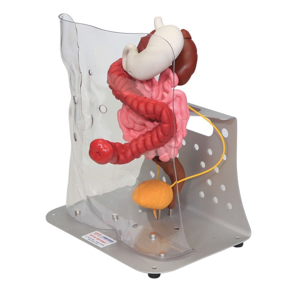 Modèle avancé Otto Ostomy 3B Scientific®