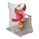 Modèle avancé Otto Ostomy 3B Scientific®