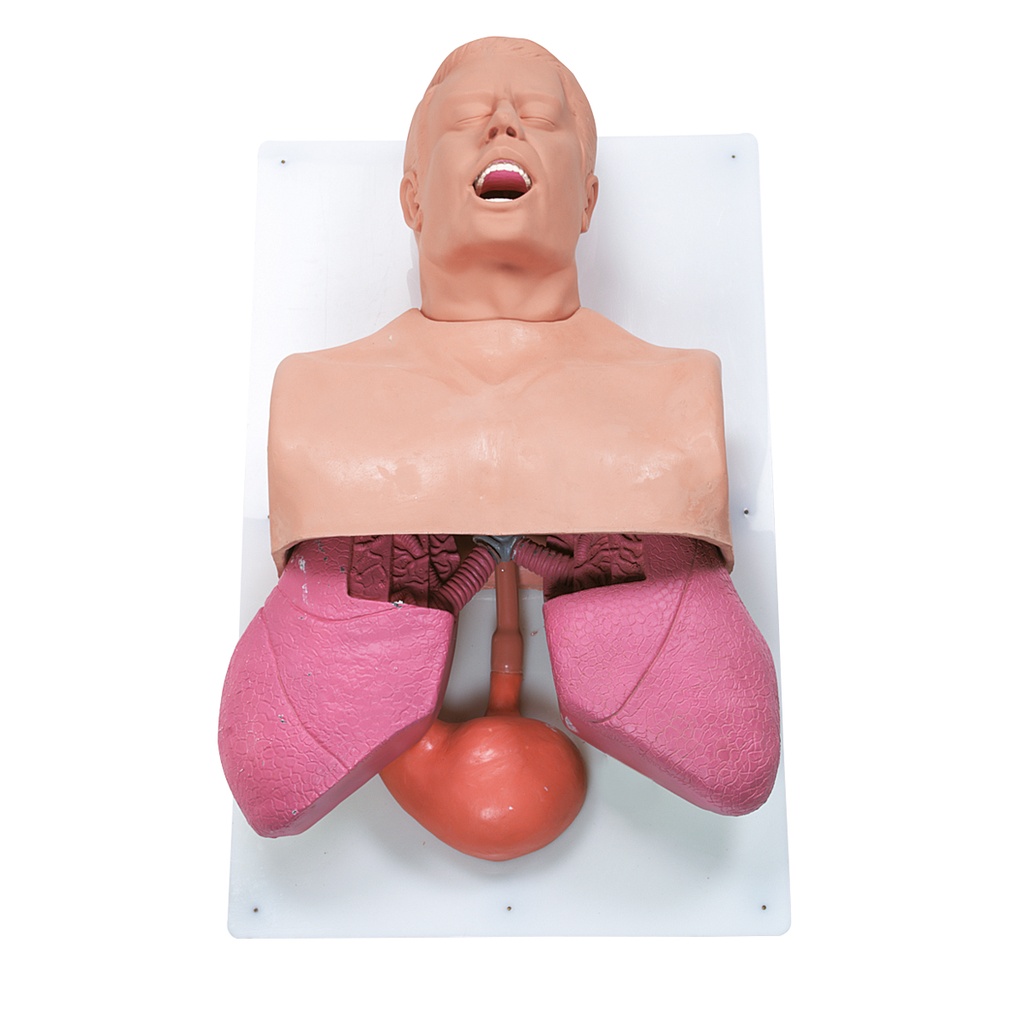 Mannequin d'entraînement à la gestion des voies aériennes adulte 3B Scientific®