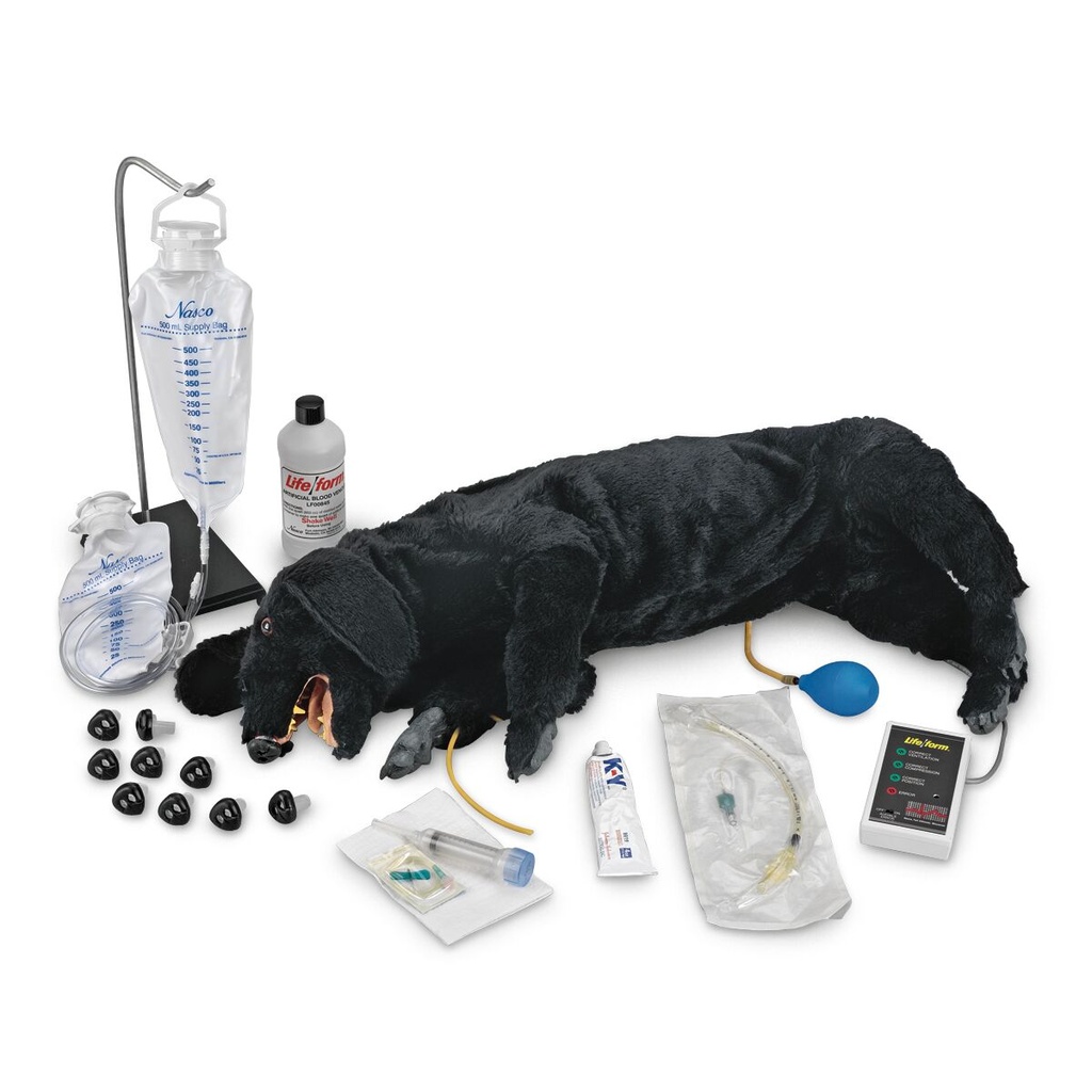 Chien de RCP sanitaire avancé 3B Scientific®
