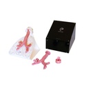 Simulateur de bronchoscopie 3B Scientific®