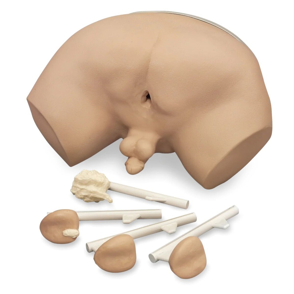 Simulateur d'examen de la prostate 3B Scientific®