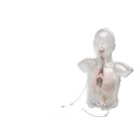 LE MANNEQUIN AFFAMÉ 3B Scientific®
