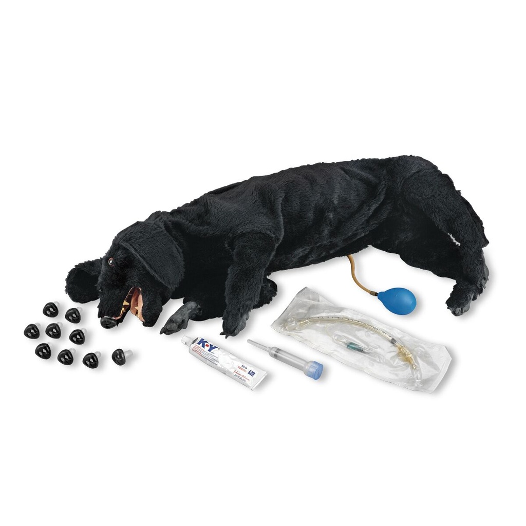 Mannequin de RCP canin sanitaire de base 3B Scientific®