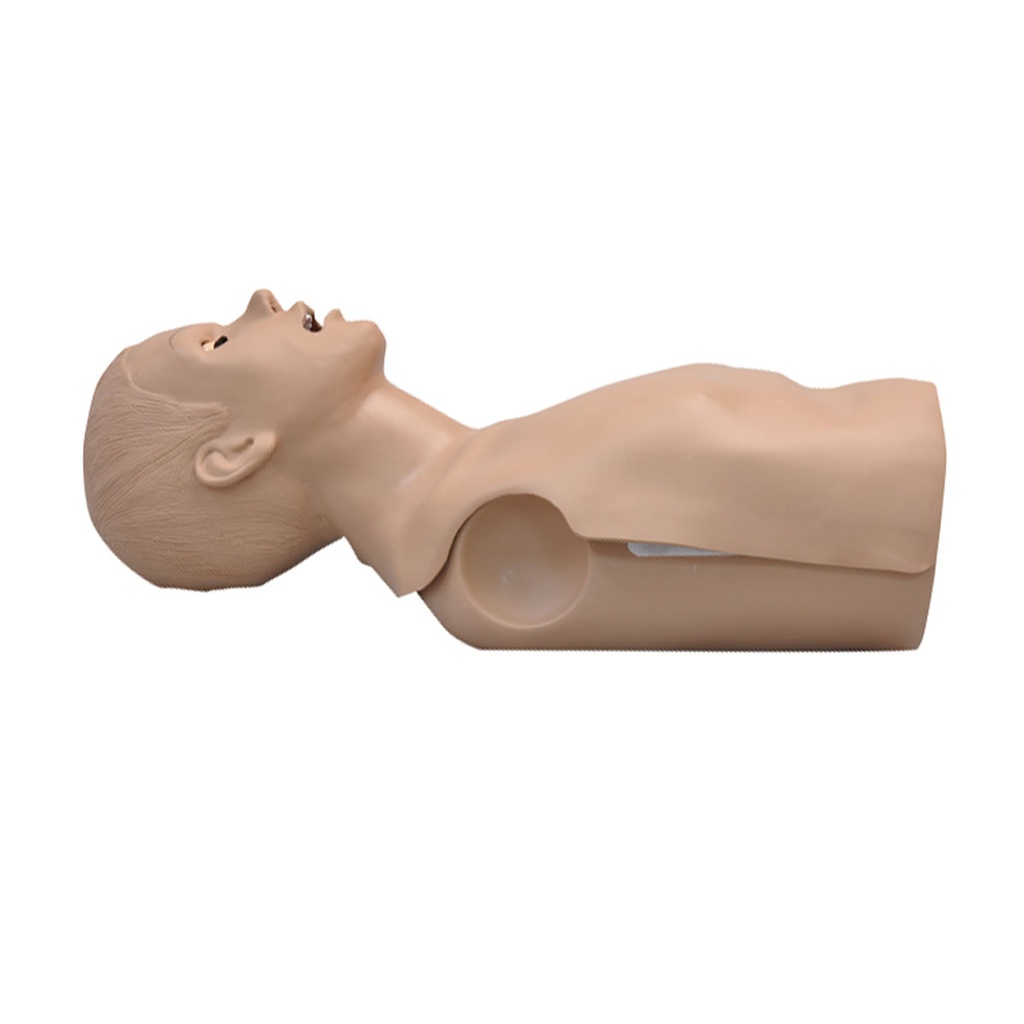 Torse de RCP adulte 3B Scientific®