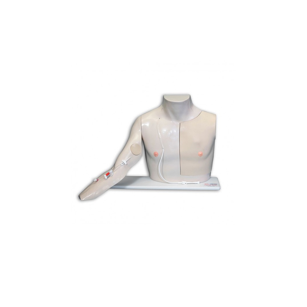 Chester Chest avec bras avancé à peau claire 3B Scientific®