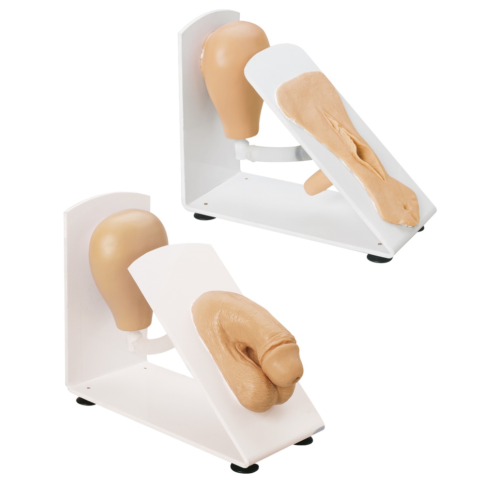 Simulateur de cathétérisme masculin et féminin 3B Scientific®