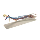 Bras vasculaire 3B Scientific®
