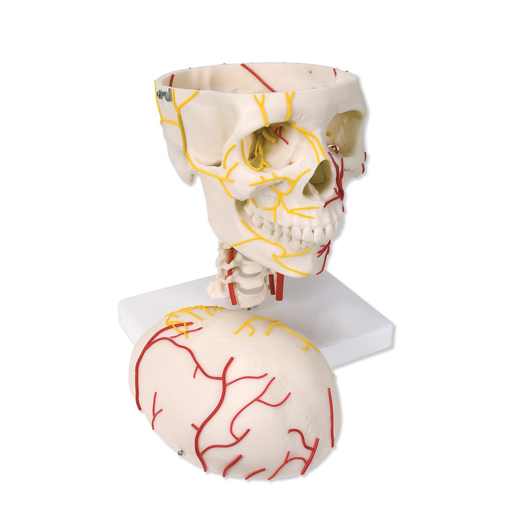 Crâne neurovasculaire 3B Scientific®
