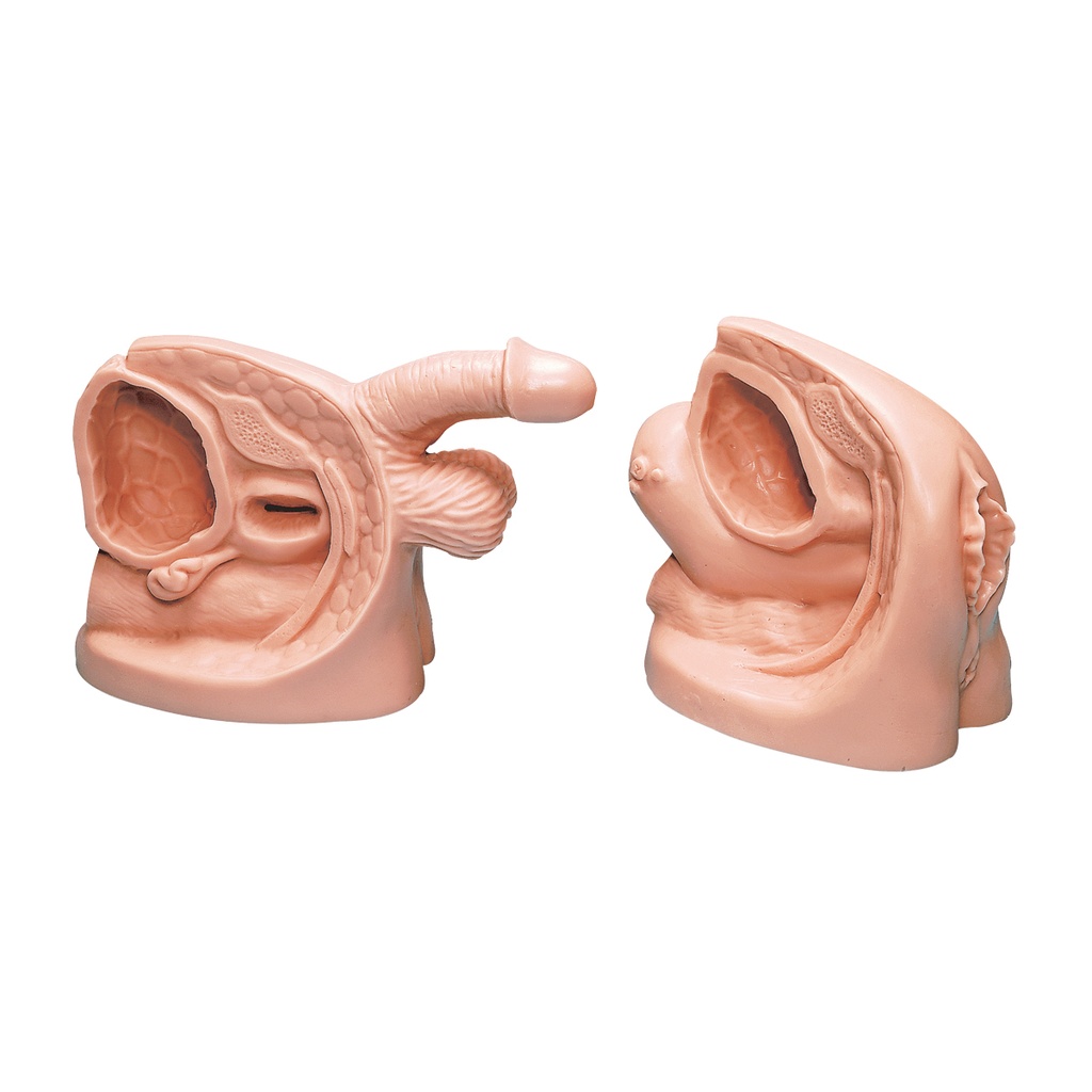 Modèle de cathéter masculin et féminin 3B Scientific®