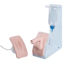 Ensemble de simulation de cathétérisme basique peau claire 3B Scientific®