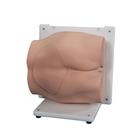 Set d'insert de peau et de crête iliaque Bonnie Bone 3B Scientific®