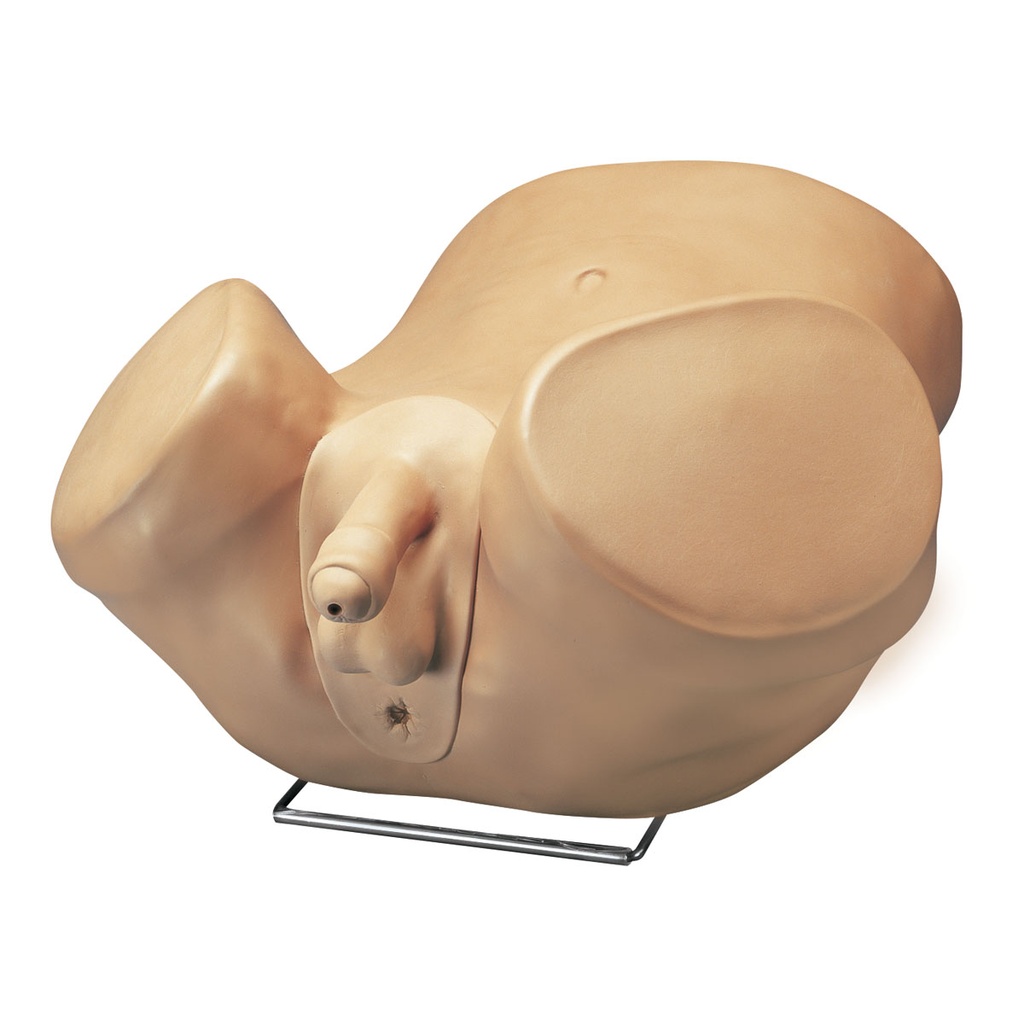 Simulateur de prostate masculin pour soins avancés aux patients 3B Scientific®