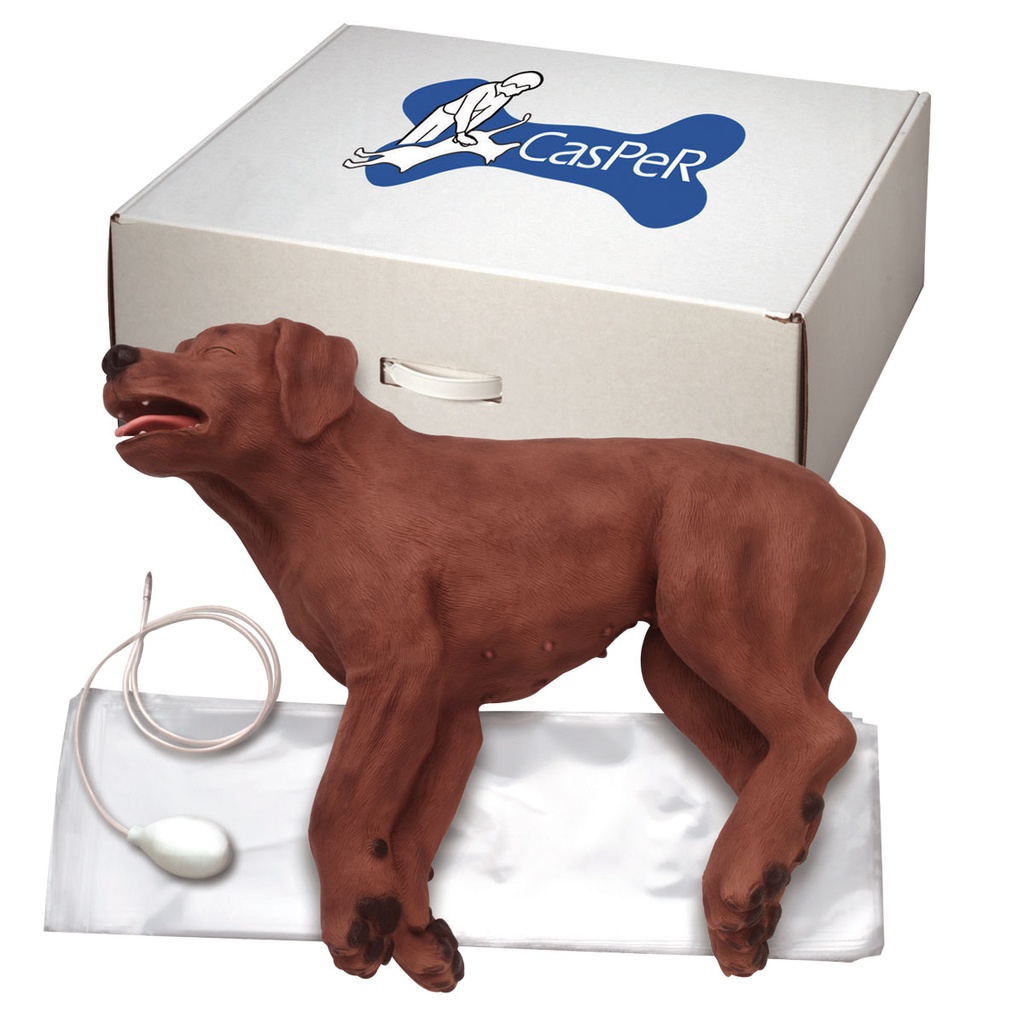CasPeR le chien de RCP 3B Scientific®