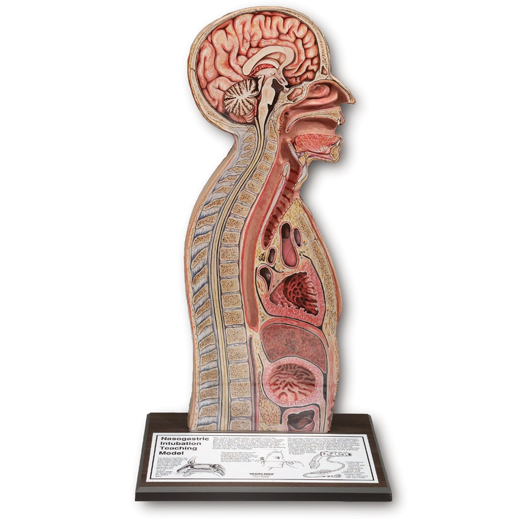 Modèle d'intubation nasogastrique 3B Scientific®