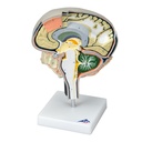 Section de cerveau 3B Scientific®
