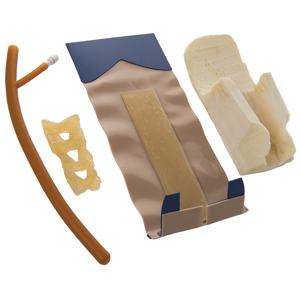 Peau musculature et colonne vertébrale 3B Scientific®