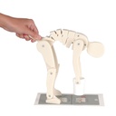 Figure de démonstration du levage 3B Scientific®