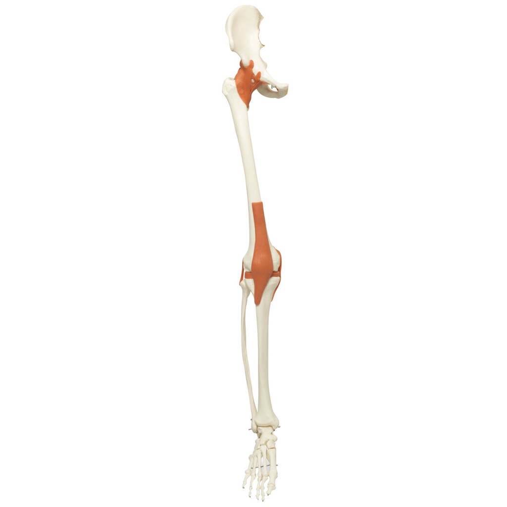 Squelette : jambe droite avec ligaments A12 A12/1 3B Scientific®