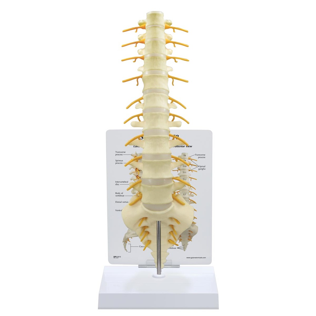 Modèle de colonne vertébrale sacrum-T8 3B Scientific®