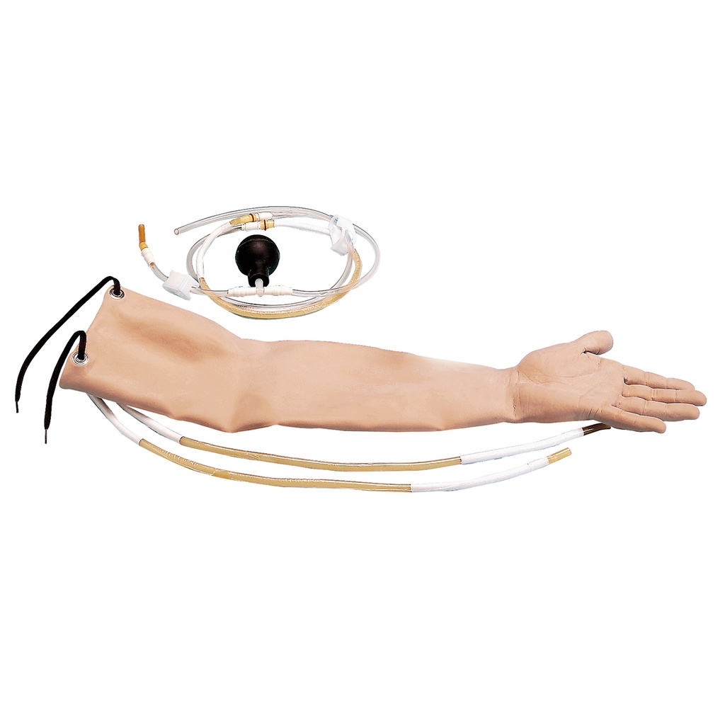 Peau avec 3 sections d'artères 3B Scientific®