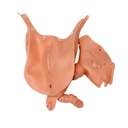 Insert vaginal P91/92 3B Scientific®
