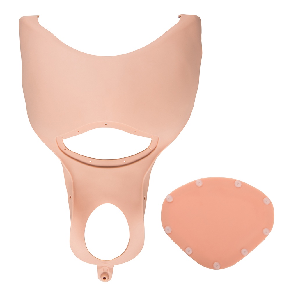 Set complet de paroi abdominale P90P peau claire 3B Scientific®