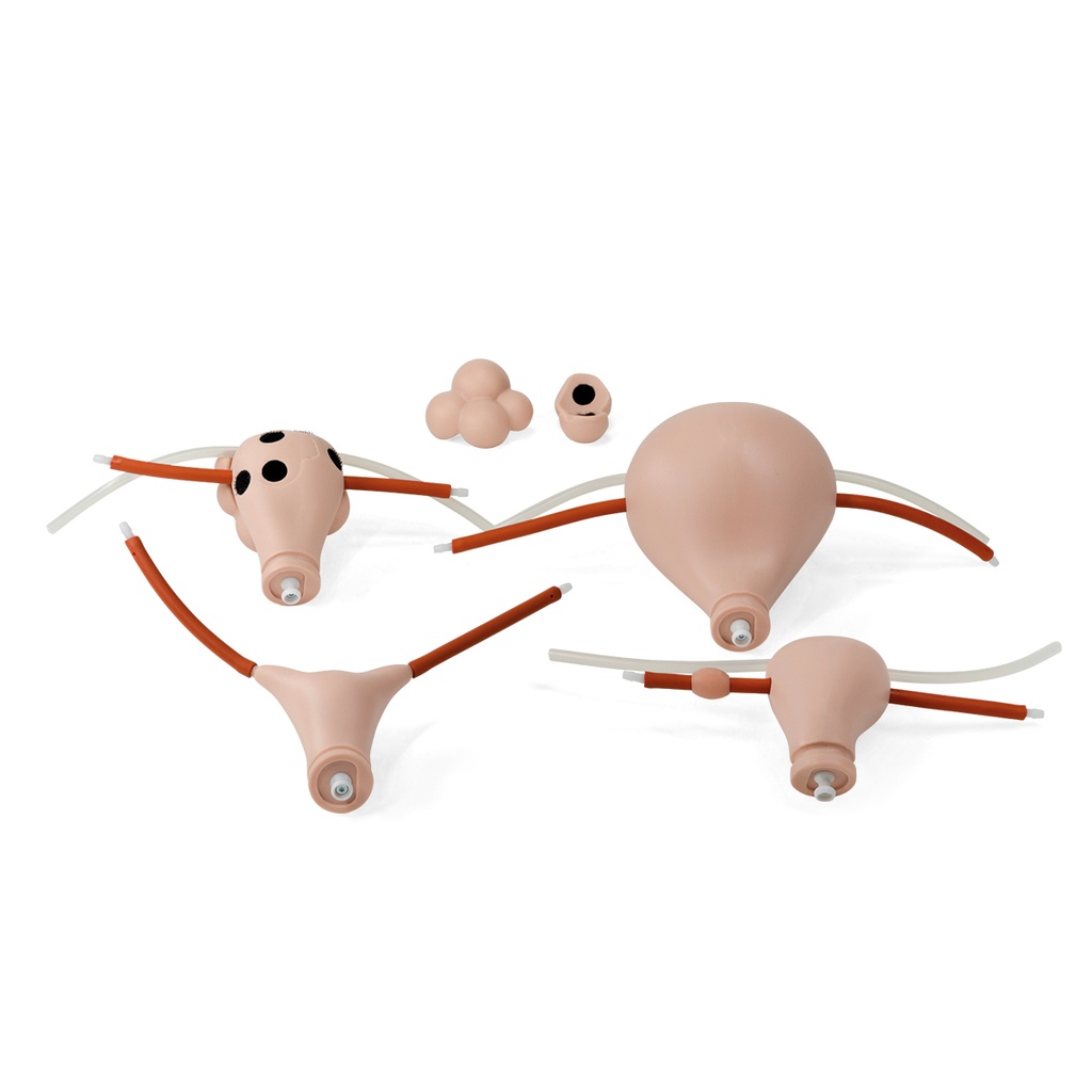 Set d'utérus P91/92 3B Scientific®