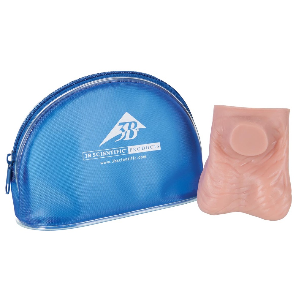 Modèle de testicule peau claire 3B Scientific®