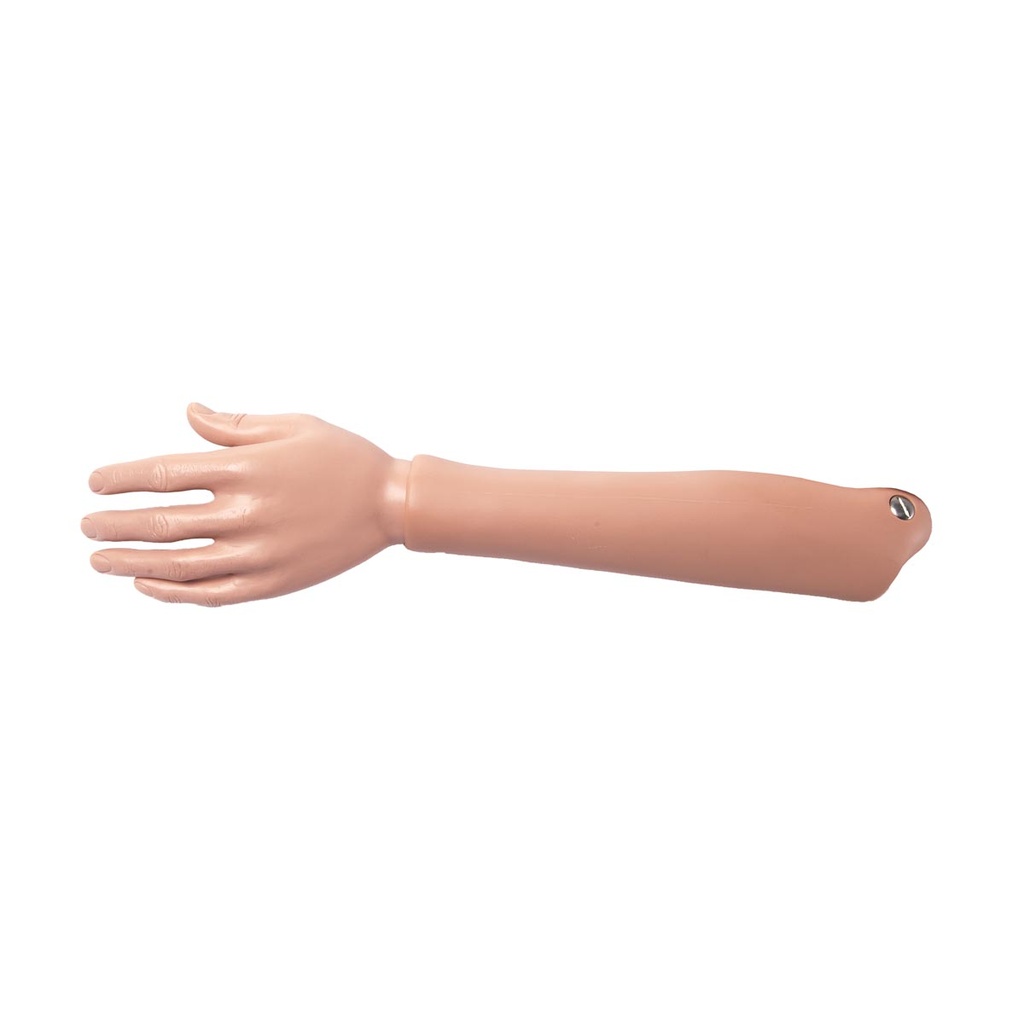 Avant-bras gauche P10/P11 3B Scientific®
