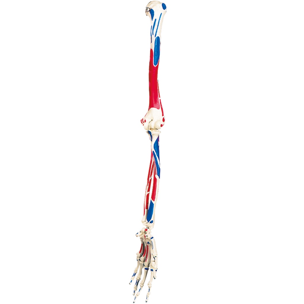 Squelette de bras avec muscles gauche A11 A13 3B Scientific®
