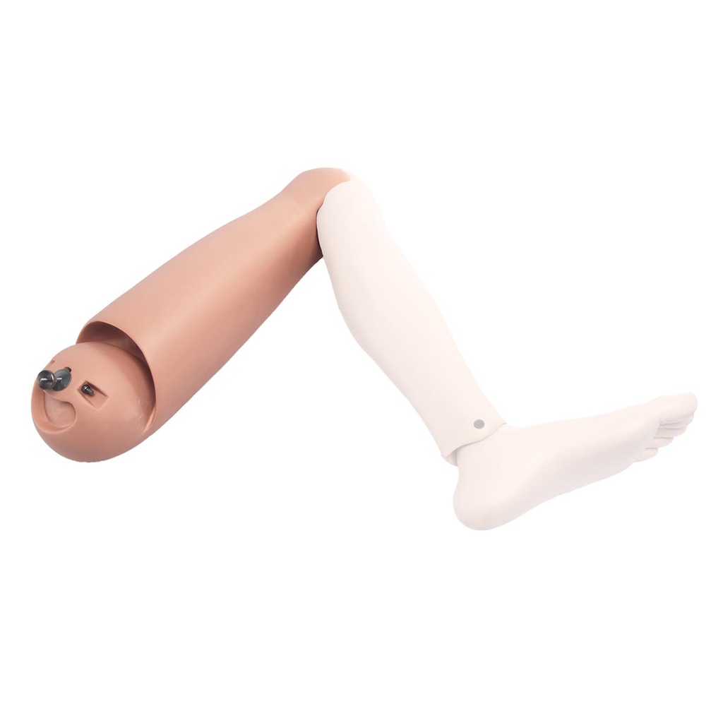Cuisse gauche P10/P11 3B Scientific®