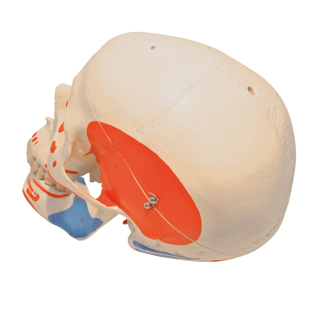 Squelette : crâne/muscles/orifices 3B Scientific®