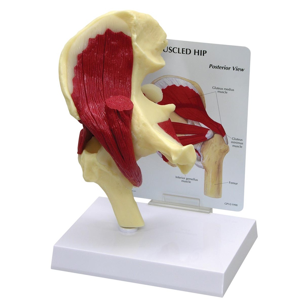 Modèle de hanche avec muscles 3B Scientific®