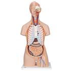 Torse : Poumons avec côtes 2 pièces 3B Scientific®