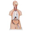 Torse : Poumons avec côtes 2 pièces 3B Scientific®