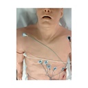 Simulateur d'arythmie 12 dérivations avec overlay 3B Scientific®