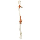 Squelette : jambe droite avec ligaments A12 A12/1 3B Scientific®