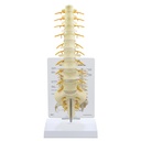 Modèle de colonne vertébrale sacrum-T8 3B Scientific®