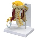 Colonne cervicale musclée de luxe 3B Scientific®