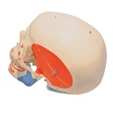 Squelette : crâne/muscles/orifices 3B Scientific®